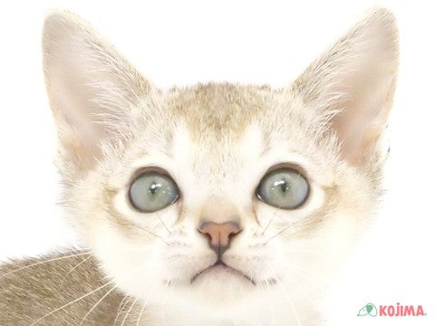 東京都のシンガプーラ (コジマGRAND亀戸店/2024年3月1日生まれ/男の子/セピアアグーティ)の子猫