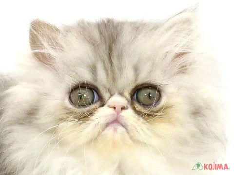 東京都のエキゾチック (コジマ目黒碑文谷店/2024年2月18日生まれ/女の子/シルバータビー)の子猫