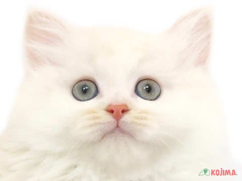 神奈川県のマンチカン (コジマ横浜青葉店/2024年3月3日生まれ/女の子/クリームタビーホワイト)の子猫