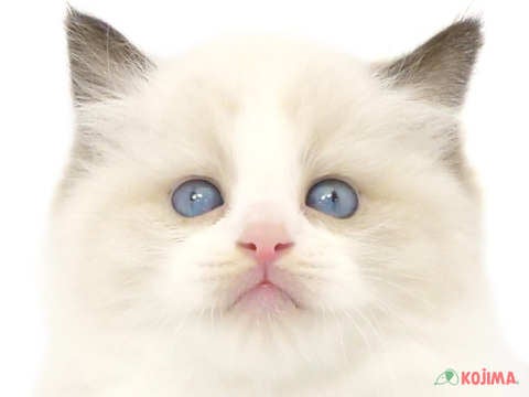 東京都のラグドール (コジマ目黒店/2024年3月1日生まれ/男の子/シールポイントバイカラー)の子猫