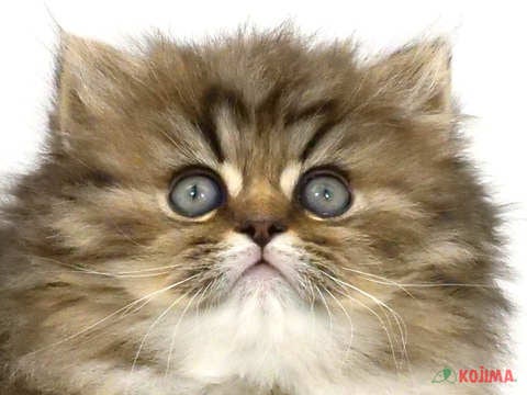 茨城県のペルシャ (コジマイーアスつくば店/2024年3月3日生まれ/男の子/チンチラゴールデン)の子猫