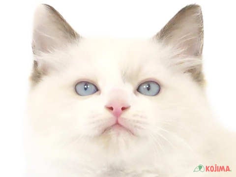 東京都のラグドール (コジマ西篠崎店/2024年3月1日生まれ/男の子/シールポイントバイカラー)の子猫