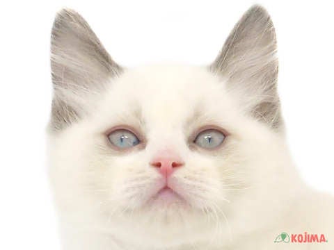 千葉県のラグドール (コジマ四街道店/2024年2月24日生まれ/男の子/ブルーポイントバイカラー)の子猫