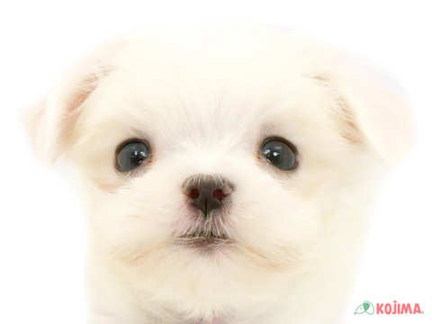 埼玉県のマルチーズ (コジマアリオ深谷店/2024年2月28日生まれ/男の子/ホワイト)の子犬