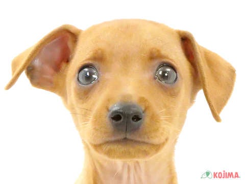 千葉県のミニチュアピンシャー (コジマアリオ市原店/2024年2月25日生まれ/男の子/レッド)の子犬