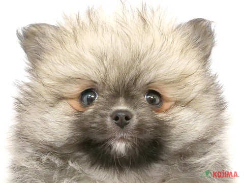 東京都のポメラニアン (コジマアリオ北砂店/2024年3月2日生まれ/男の子/オレンジセーブル)の子犬