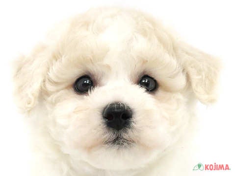 東京都のビションフリーゼ (コジマ町田店/2024年3月3日生まれ/男の子/ホワイト)の子犬