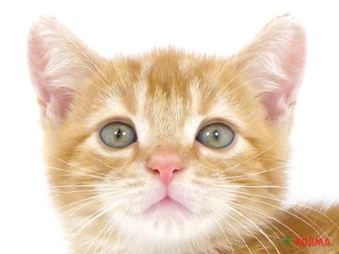 東京都のアメリカンショートヘアー (コジマ西篠崎店/2024年3月3日生まれ/男の子/レッドタビー)の子猫