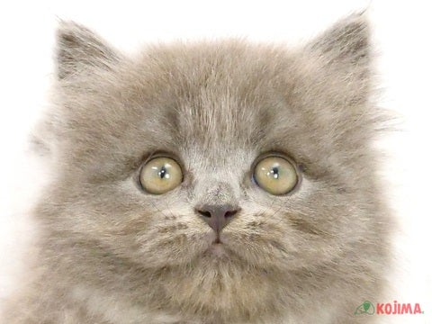 神奈川県のブリティッシュロングヘアー (コジマベイタウン横浜本牧店/2024年2月29日生まれ/男の子/ブルー)の子猫