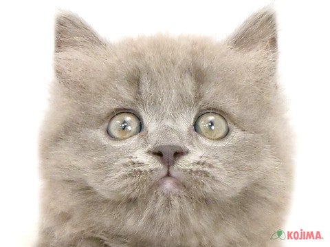 埼玉県のブリティッシュロングヘアー (コジマ三郷店/2024年3月1日生まれ/男の子/ブルー)の子猫