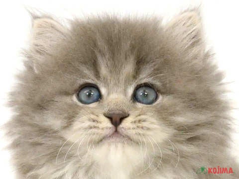 東京都のマンチカン (コジマソコラ用賀店/2024年3月2日生まれ/男の子/ブルータビー)の子猫