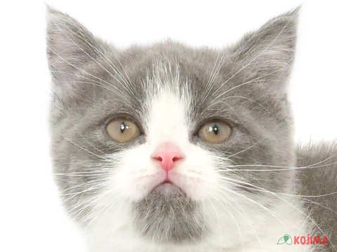 埼玉県のブリティッシュショートヘアー (コジマ和光店/2024年3月2日生まれ/女の子/ブルーホワイト)の子猫