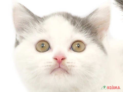 東京都のブリティッシュショートヘアー (コジママチノマ大森店/2024年3月2日生まれ/女の子/ブルーホワイト)の子猫