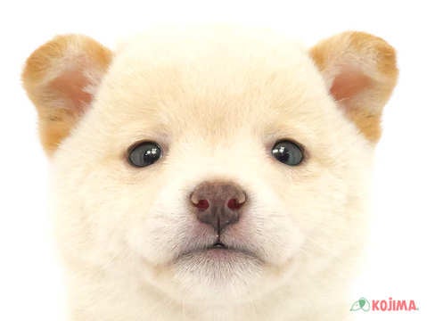 埼玉県の豆柴 (コジマ戸田公園店/2024年3月3日生まれ/男の子/白)の子犬