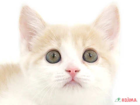 東京都のマンチカン (コジマ阿佐ヶ谷店/2024年2月25日生まれ/女の子/クリームタビーホワイト)の子猫