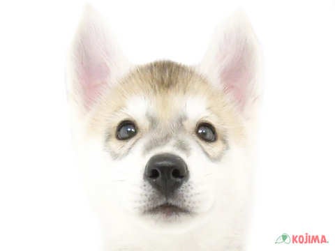 千葉県のシベリアンハスキー (コジマ松戸店/2024年2月28日生まれ/男の子/シルバーホワイト)の子犬