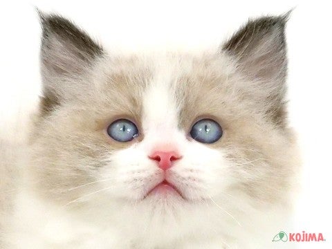 神奈川県のラグドール (コジマニトリモール相模原店/2024年3月3日生まれ/女の子/シールポイントバイカラー)の子猫