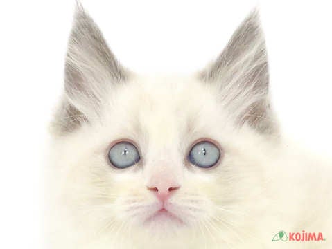 東京都のラグドール (コジマ国領店/2024年2月24日生まれ/女の子/ブルーポイントバイカラー)の子猫