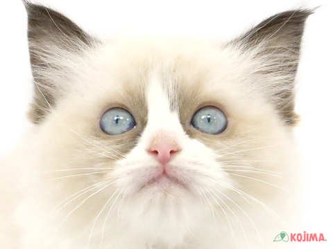 千葉県のラグドール (コジマアリオ市原店/2024年3月2日生まれ/女の子/シールポイントバイカラー)の子猫
