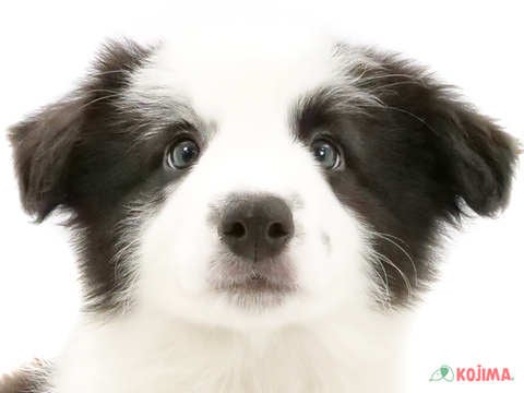 東京都のボーダーコリー (コジマ国立店/2024年2月27日生まれ/男の子/ブラックホワイト)の子犬