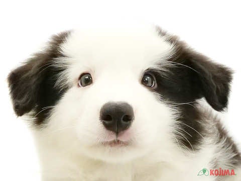 千葉県のボーダーコリー (コジマ松戸店/2024年2月27日生まれ/男の子/ブラックホワイト)の子犬