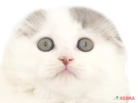 東京都のスコティッシュフォールド (コジマ八王子店/2024年3月2日生まれ/男の子/ブルータビーホワイトバン)の子猫