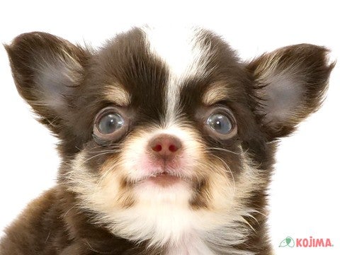 東京都のチワワ(ロング) (コジマ六本木店/2024年3月2日生まれ/女の子/チョコレートタンホワイト)の子犬