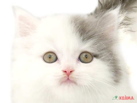 茨城県のブリティッシュロングヘアー (コジマイーアスつくば店/2024年3月2日生まれ/男の子/ブルーホワイト)の子猫