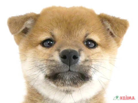 神奈川県の柴犬(標準サイズ) (コジマ横浜青葉店/2024年3月2日生まれ/女の子/赤)の子犬