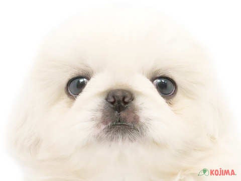 東京都のペキニーズ (コジマアリオ西新井店/2024年3月3日生まれ/男の子/ホワイト)の子犬