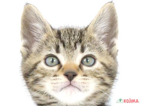 東京都のアメリカンショートヘアー (コジマ田端店/2024年3月2日生まれ/男の子/ブラウンタビー)の子猫