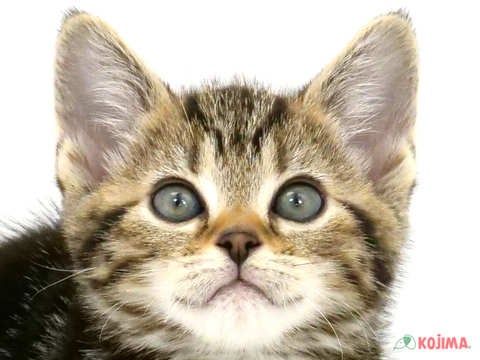 東京都のアメリカンショートヘアー (コジマ府中店/2024年3月2日生まれ/女の子/ブラウンタビー)の子猫