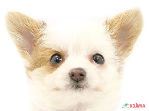 東京都のチワマル/マルチワ(チワワ×マルチーズ) (コジマ板橋店/2024年3月2日生まれ/男の子/パーティーカラー)の子犬