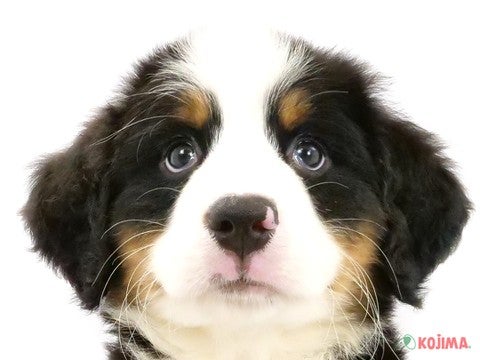 神奈川県のバーニーズマウンテンドッグ (コジマ横浜青葉店/2024年2月27日生まれ/男の子/ブラックラストホワイト)の子犬