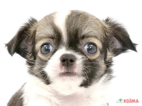 千葉県のチワワ(ロング) (コジマアリオ蘇我店/2024年3月2日生まれ/女の子/レッドホワイト)の子犬