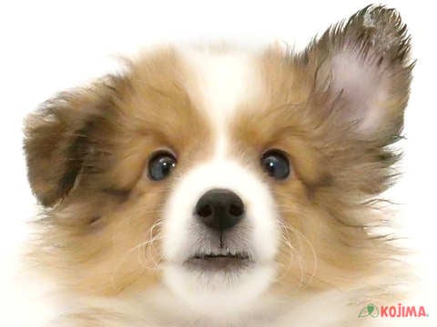 茨城県のシェットランドシープドッグ (コジマイーアスつくば店/2024年3月1日生まれ/男の子/セーブルホワイト)の子犬