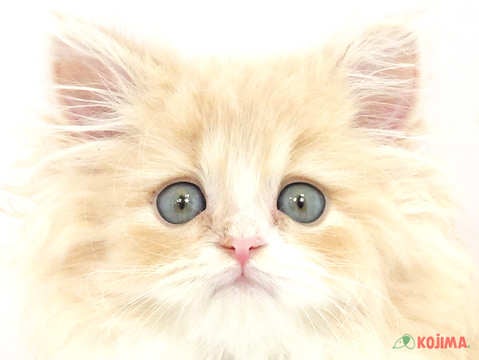 東京都のアメリカンカール (コジマ国立店/2024年2月22日生まれ/男の子/クリームタビーホワイト)の子猫
