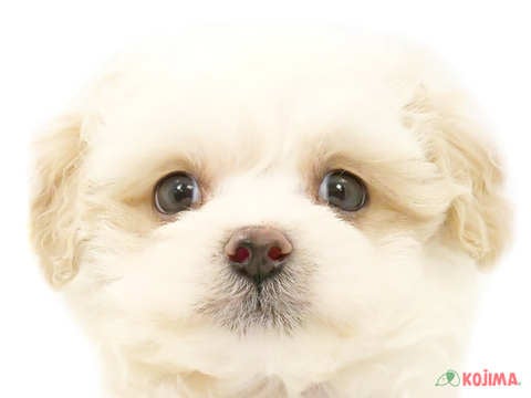 東京都のマルプー(マルチーズ×プードル) (コジマアリオ葛西店/2024年3月1日生まれ/男の子/クリーム)の子犬