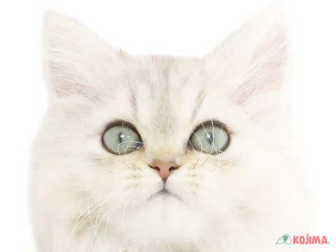 東京都のペルシャ (コジマ国領店/2024年3月3日生まれ/女の子/チンチラシルバー)の子猫