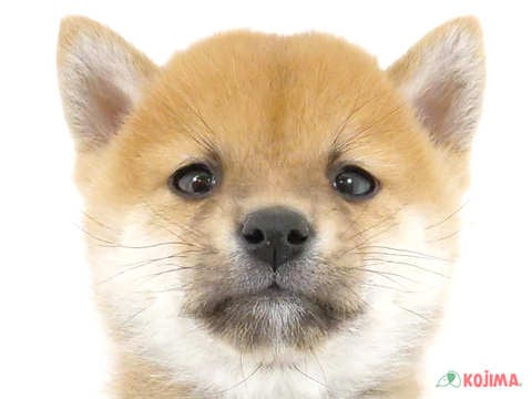 千葉県の豆柴 (コジマアリオ柏店/2024年3月2日生まれ/男の子/赤)の子犬