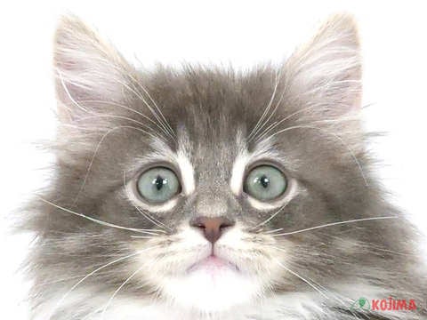 千葉県のノルウェージャンフォレストキャット (コジマ四街道店/2024年2月28日生まれ/男の子/ブルータビーホワイト)の子猫