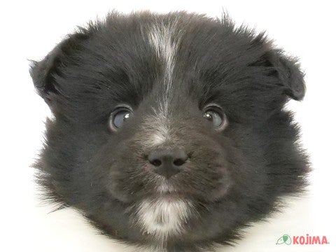 東京都のシェットランドシープドッグ (コジマ府中店/2024年2月26日生まれ/男の子/バイカラー)の子犬