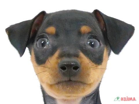 神奈川県のミニチュアピンシャー (コジマベイタウン横浜本牧店/2024年2月28日生まれ/女の子/ブラックタン)の子犬