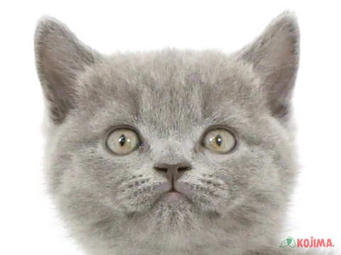 東京都のブリティッシュショートヘアー (コジマ花小金井店/2024年3月3日生まれ/男の子/ブルー)の子猫