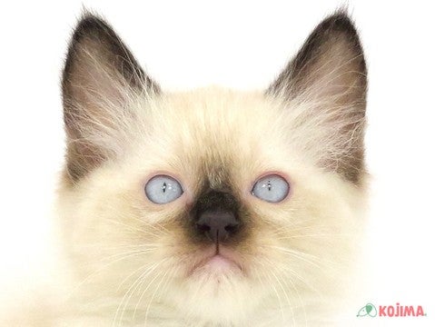 千葉県のラグドール (コジマアリオ蘇我店/2024年3月5日生まれ/男の子/シールポイントミテッド)の子猫