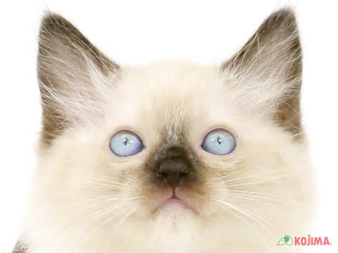 神奈川県のラグドール (コジマアリオ橋本店/2024年3月5日生まれ/女の子/シールポイントミテッド)の子猫