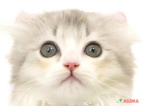 東京都のアメリカンカール (コジマ花小金井店/2024年2月18日生まれ/女の子/ダイリュートキャリコ)の子猫