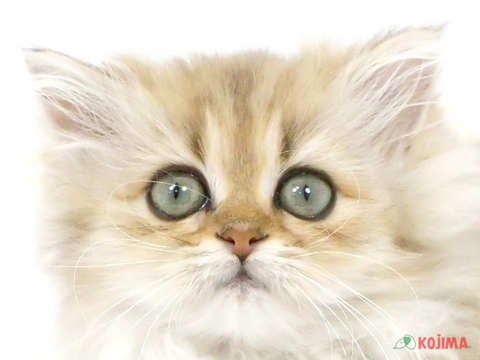 埼玉県のペルシャ (コジマ戸田公園店/2024年3月5日生まれ/女の子/チンチラゴールデン)の子猫