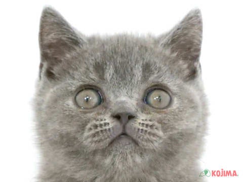 埼玉県のブリティッシュショートヘアー (コジマ浦和店/2024年3月5日生まれ/男の子/ブルー)の子猫