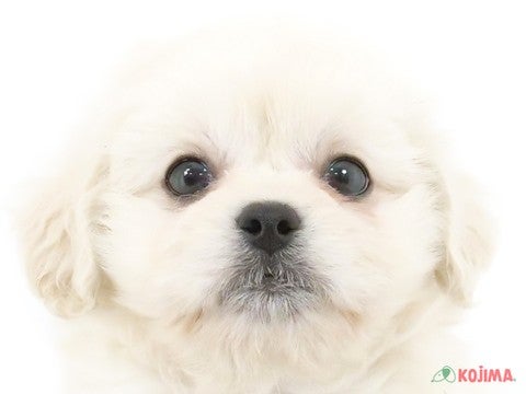 東京都のペキプー(ペキニーズ×プードル) (コジマ西篠崎店/2024年3月3日生まれ/男の子/ホワイト)の子犬